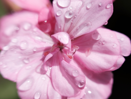 Pink flower with black background.の写真素材