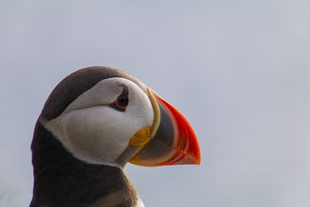 A puffin is sitting in the meadow at LÃ¡trabjarg a coast of the Westfjords in Icelandの写真素材