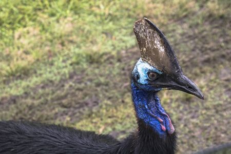 portrait of an almost extinct southern helmet cassowary on the beach of Etty Bay in north...