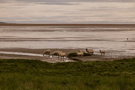Some creatures stay on a beach somewhere in the Westfjord of Iceland
