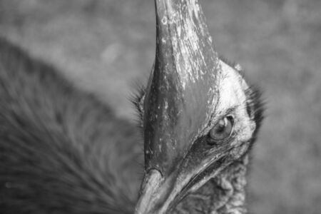 black and white portrait of an almost extinct southern helmet cassowary on the beach of Etty Bay in north Queensland, Australia, on a rainy day.の写真素材