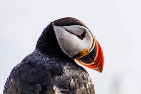A puffin is sitting in the meadow at LÃ¡trabjarg a coast of the Westfjords in Icelandの写真素材