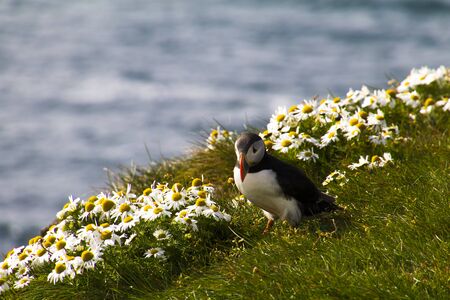A puffin is sitting in the meadow at LÃ¡trabjarg a coast of the Westfjords in Icelandの写真素材