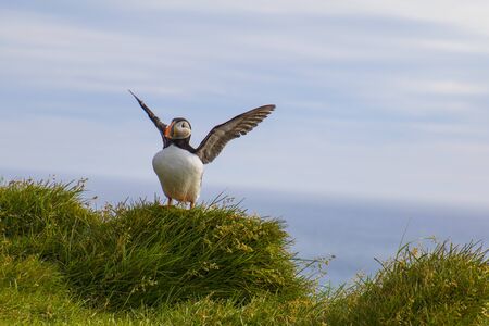 A puffin is sitting in the meadow at LÃ¡trabjarg a coast of the Westfjords in Icelandの写真素材