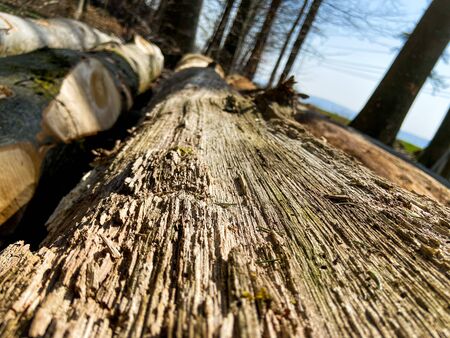 A rotten piece of wood overgrown with moss on a sunny spring day