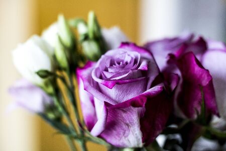 Close-up of a pink rose flower with a blurred background and a white blossom on the sideの写真素材