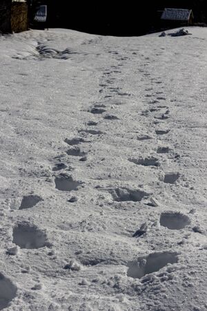 Fresh footprints in the snow on a beautiful winter morning in the swiss alpsの写真素材