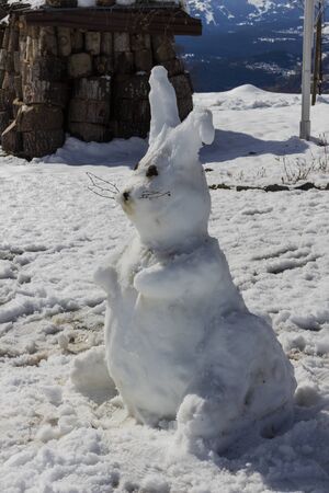 A hare in the swiss alps on a sunny day in the winterの写真素材