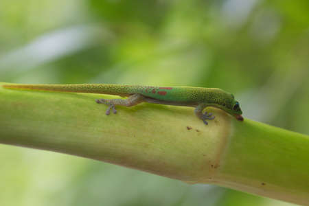 A tree borders a beautiful turquoise bay of the Pacific Ocean in Hawaiiの写真素材