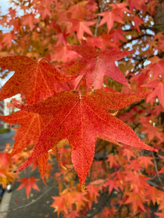 close up of two red leaves of an american amber tree