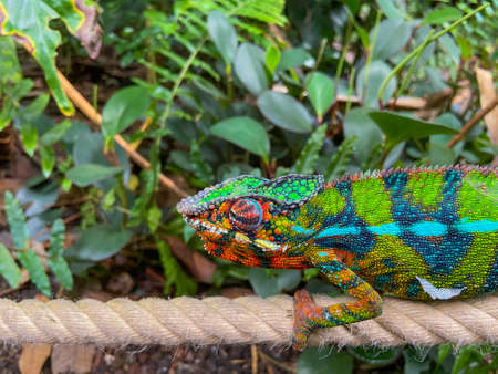 a colorful chameleon wanders over a ropeの写真素材
