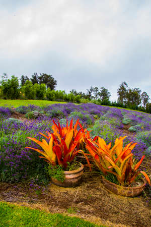 Lavender with orange flower in the foreground photographed on maui an island in the american place of hawaiiの写真素材