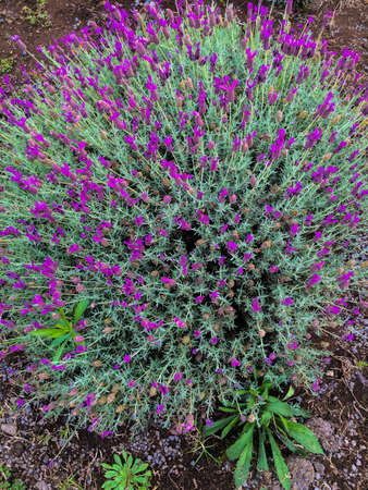 Close up of lavender flowers on maui in hawaii americaの写真素材