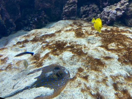 A colorful scene in an underwater world with colored fish and colorful corals without people