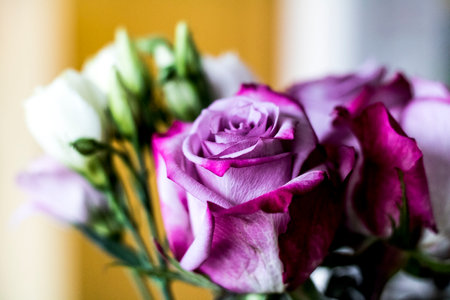 Close-up of a pink rose flower with a blurred background and a white blossom on the sideの写真素材