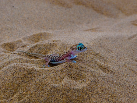 a colorful desert gecko in the sand of the namib desert in namibiaの写真素材