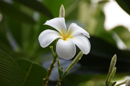 White flower in the gardenの素材