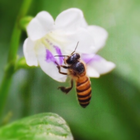 Bee flying in the gardenの素材