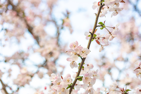 Cherry blossoms blooming in springの写真素材