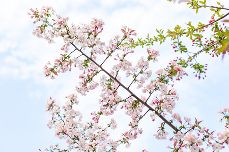 Cherry blossoms blooming in springの写真素材