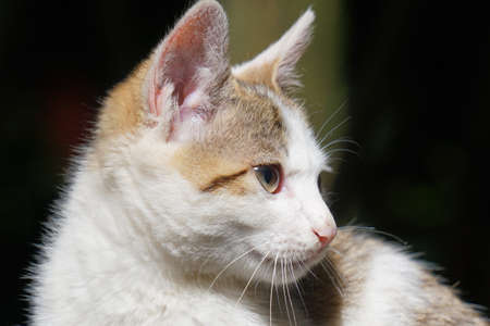 cat in the gardenの写真素材