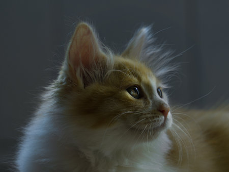ginger cat with long hair on a dark background close-upの写真素材