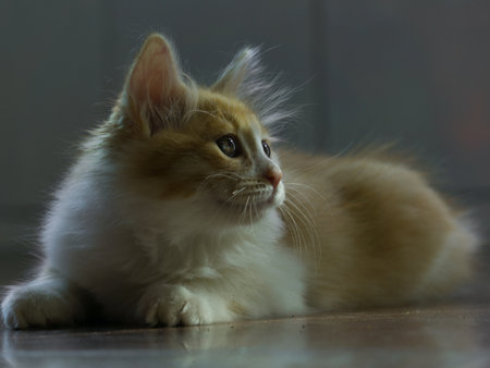 ginger with white kitten on the floor, close up of photoの写真素材