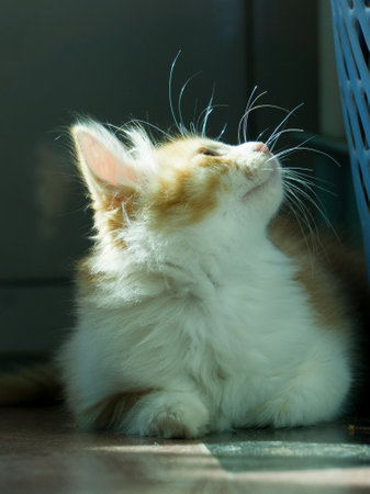 Cute cat is lying on the floor and looking at something.の写真素材