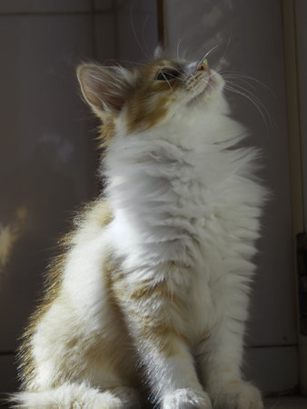 Beautiful fluffy cat sitting on the windowsill in the morning.の写真素材