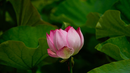 pink lotus flower blooming in the pond with green leaf backgroundの写真素材
