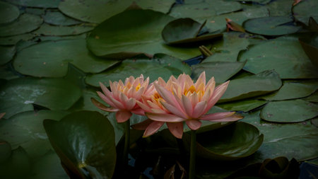 Pink lotus flower blooming in the pond with green leaves.の写真素材