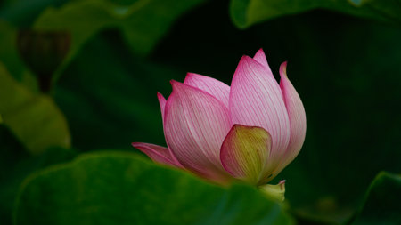 Lotus flower blooming in the pond with green leaves background.の写真素材