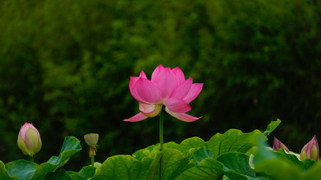 Pink lotus flower blooming in the pond with green leaf backgroundの写真素材