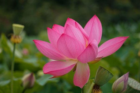 Pink lotus flower blooming in the pond with green background.の写真素材