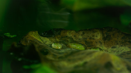 Macro shot of a water lily leaf in a pond.の写真素材