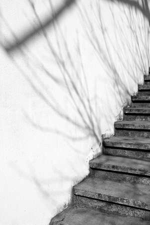 Staircase on a white background with shadow from tree branchesの写真素材