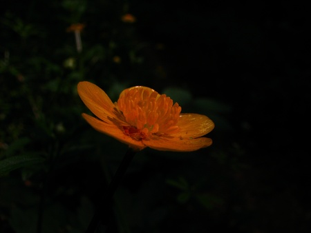 yellow in the darkの写真素材