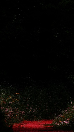 red pathの写真素材