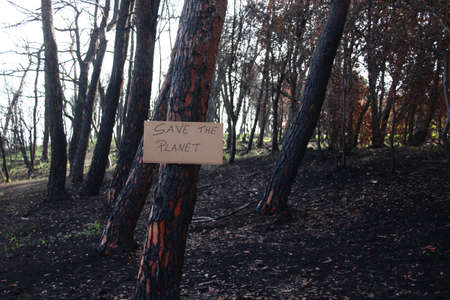 Sign with the inscription let's save the planet attached to a tree in a burnt forestの写真素材