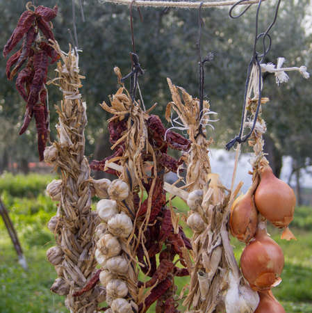 Dried onions and garlic hanging on a rope in the garden. Organic vegetables.の写真素材