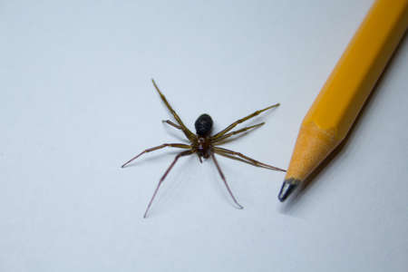 close-up of a violin poisonous spider, the same one used in the movies.