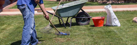 Picture of a gardener who aerates and collects dead grass from the lawn in his home garden....