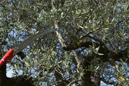 Image of a saw blade cutting through tree branches. Pruning of trees and olive trees in spring.