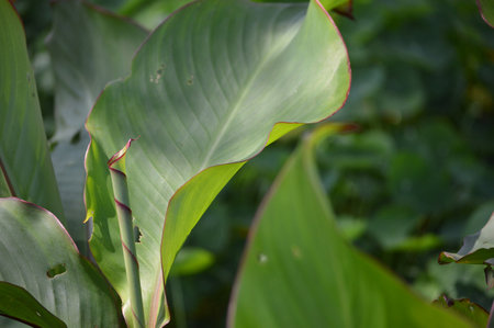 Banana leaves in the garden, selective focus, nature background.の写真素材
