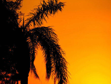 Silhouette of palm tree on orange sky background at sunset.の写真素材