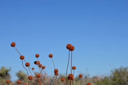 Meadow grass with red flowers against blue skyの写真素材