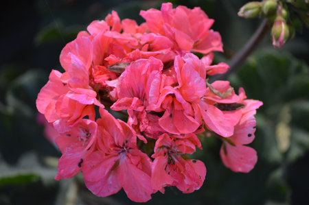 Geranium Pelargonium Flowers Blooming in  Californiaの写真素材