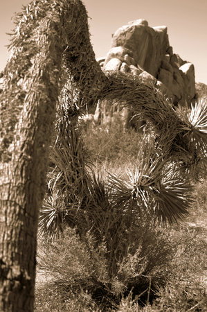 Cactuses in Joshua Tree National Park, California, USA.の写真素材