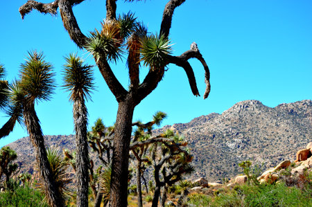 Joshua Tree National Park desert scape perspective under blue skyの写真素材