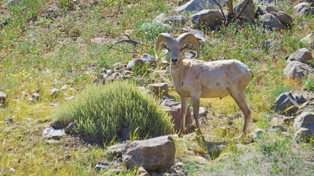 Desert Bighorn Sheep in San Jacinto Mountains amongst green shrubs and wildflowersの写真素材
